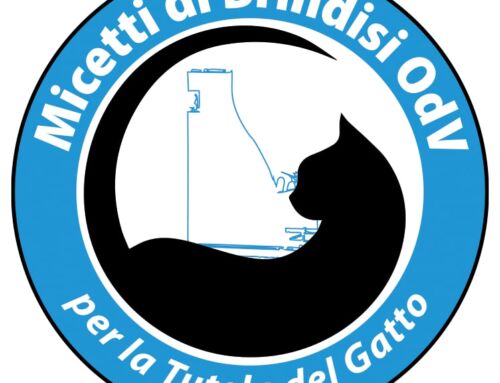 Progetti 2023: Micetti Brindisi